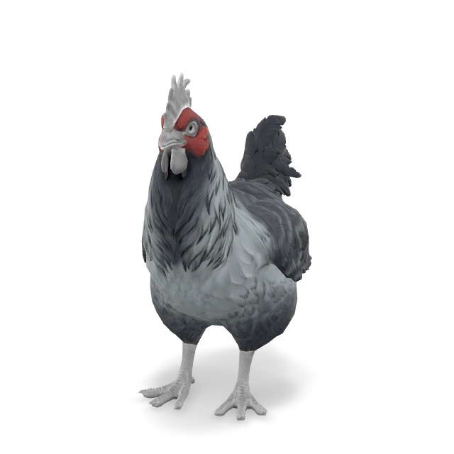 CS2 Catalana chicken — Grey
