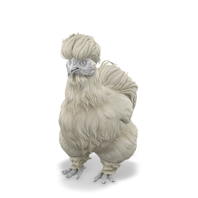 CS2 Silkie pet