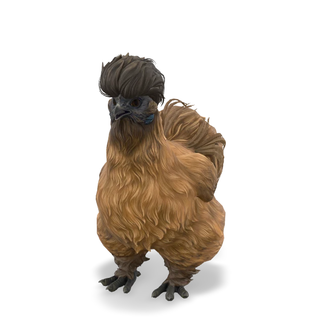 CS2 Silkie chicken — Brown with Black Head