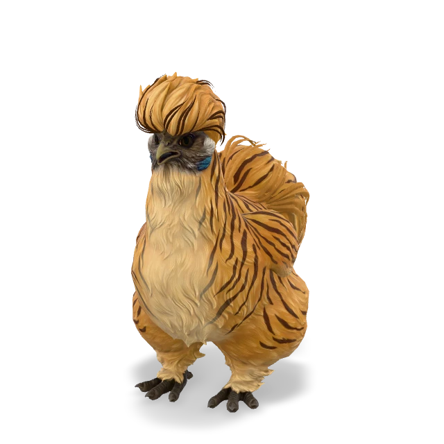 CS2 Silkie chicken — Tiger