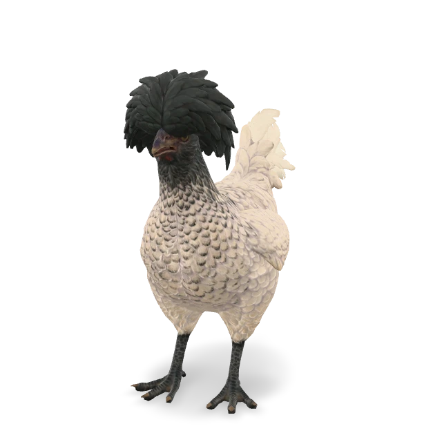 CS2 Polish chicken — White Black Head