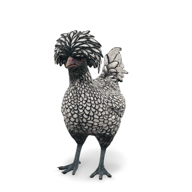 CS2 Polish chicken — White with Black Wing Tips