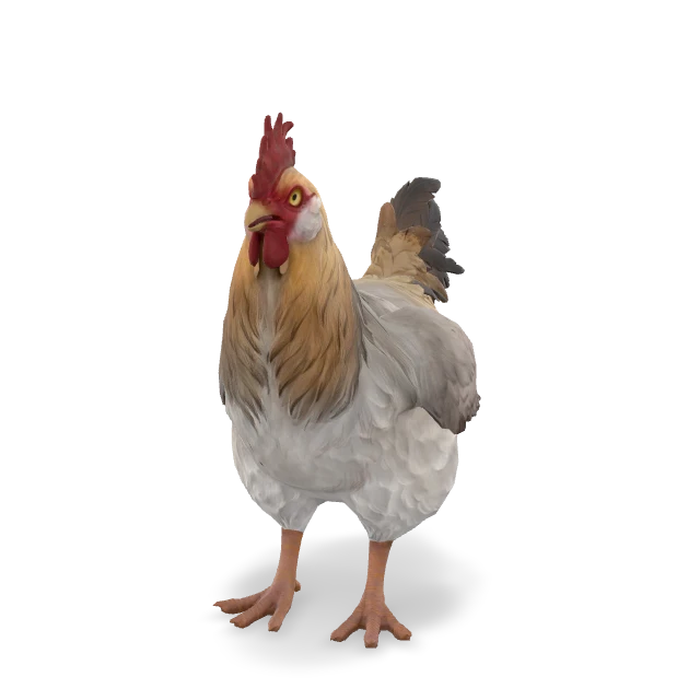 CS2 Catalana chicken — White Tan Head