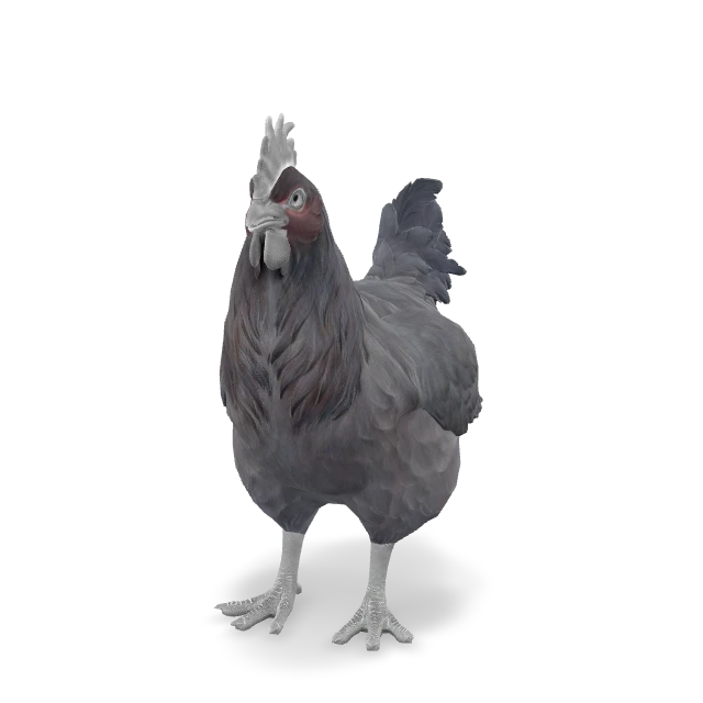 CS2 Catalana chicken — Black