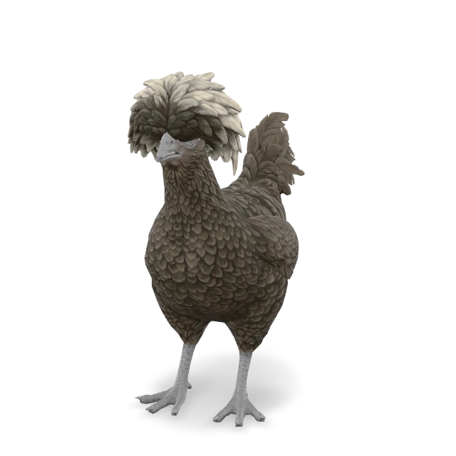 CS2 Polish chicken — Black with White Head
