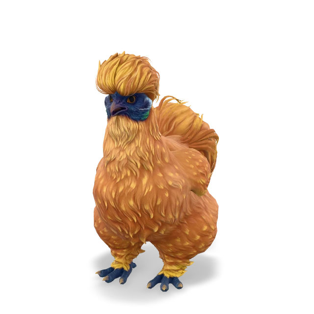 CS2 Silkie chicken — Orange