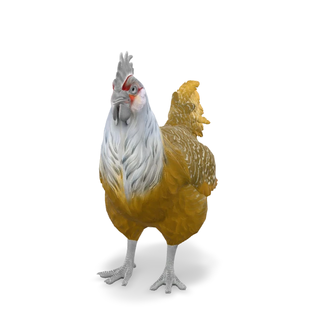 CS2 Catalana chicken — Black White Head