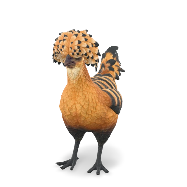 CS2 Polish chicken — Orange with Black Stripes