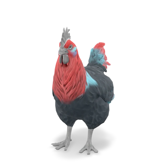 CS2 Catalana chicken — Black with Red Head