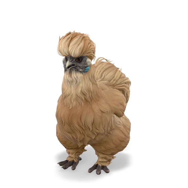CS2 Silkie chicken — Brown