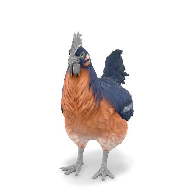 CS2 Catalana chicken — Blue and Light Orange