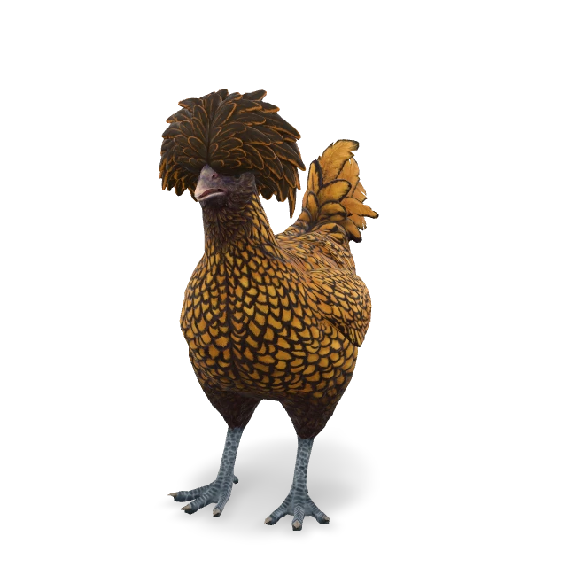 CS2 Polish chicken — Brown with Black Wing Tips