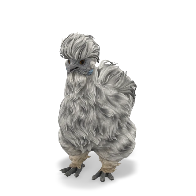 CS2 Silkie chicken — Splash