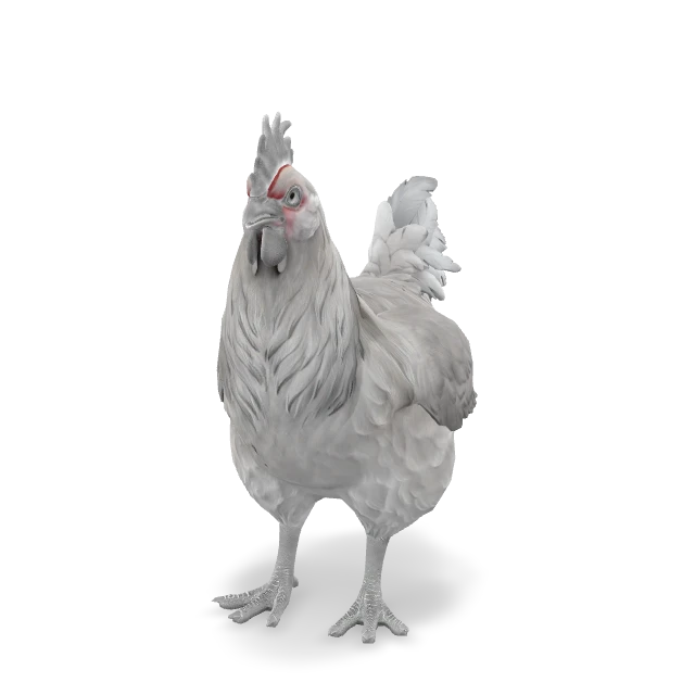 CS2 Catalana chicken — White