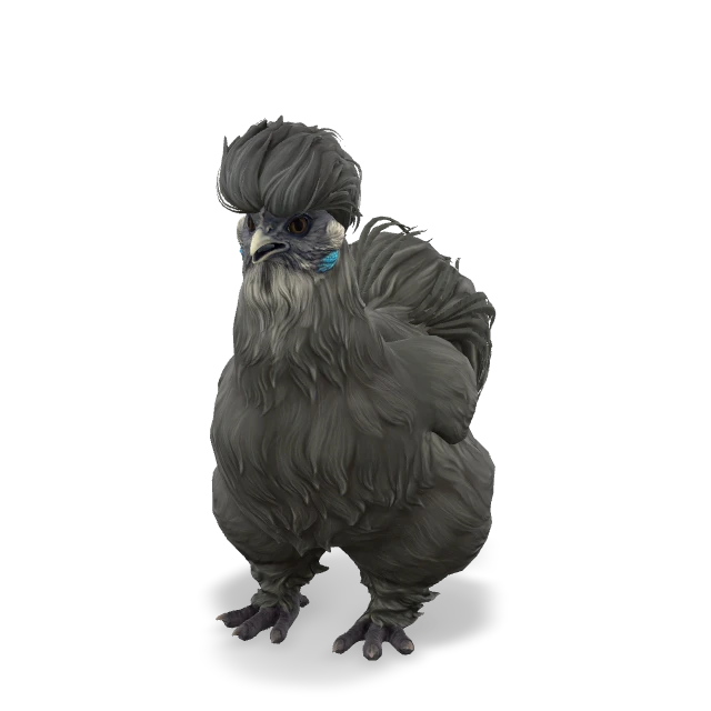 CS2 Silkie chicken — Black